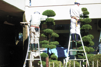 植木の剪定の講習の様子